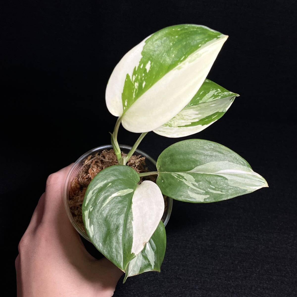 Amazon.co.jp: 1. Scindapsus Treubii Moonlight Variegated